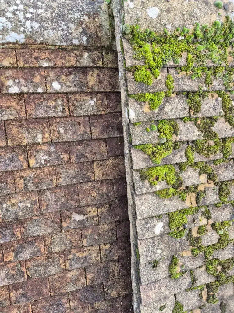 Roof tiles cleaned of moss on one side and heavily covered in moss on the other